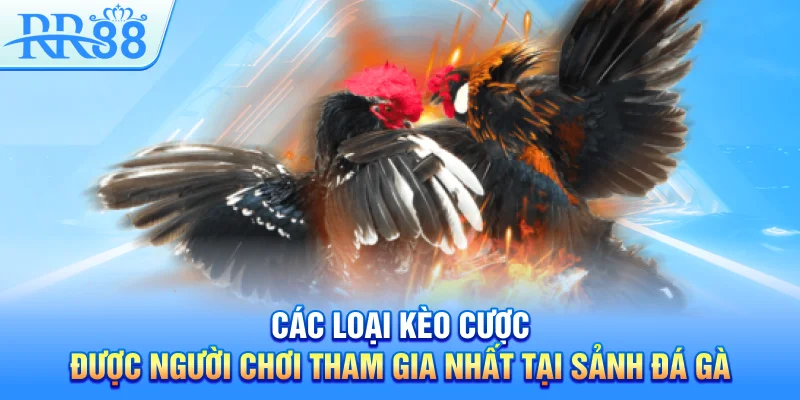 Các loại kèo cược được người chơi tham gia nhất tại sảnh đá gà