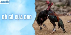 Đá Gà Cựa Dao | Tổng Hợp Kinh Nghiệm Cược Bất Bại Từ RR88