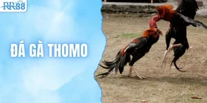 Đá Gà Thomo - Luật & Cách Xuống Tiền Bất Bại Từ RR88