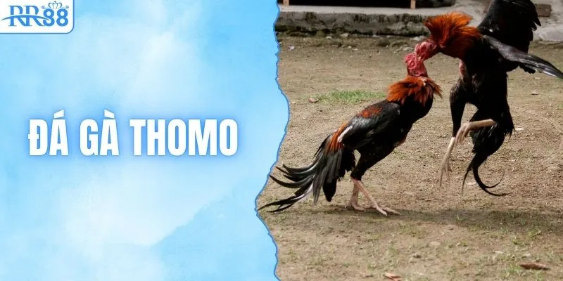 Đá Gà Thomo - Luật & Cách Xuống Tiền Bất Bại Từ RR88