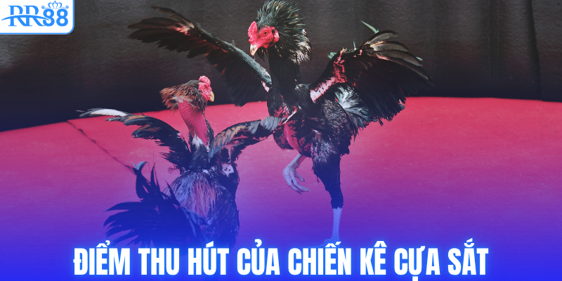 Điểm thu hút của chiến kê cựa sắt