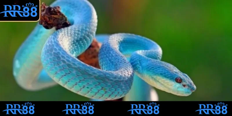Mơ Thấy Rắn Có Đáng Lo Không? Đánh Số Gì Dễ Trúng Tại RR88 2 Mơ thấy bắt rắn nhốt vào lòng là điềm tốt