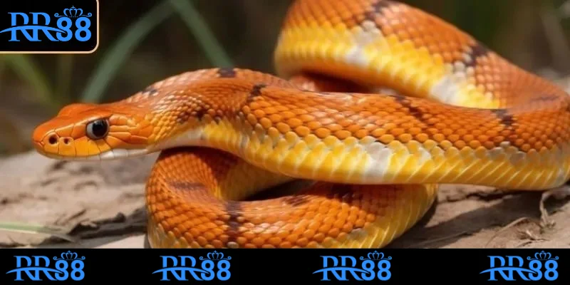 Mơ Thấy Rắn Có Đáng Lo Không? Đánh Số Gì Dễ Trúng Tại RR88 4 Mơ rắn đẻ trứng mang thông điệp xấu về chuyện tình cảm