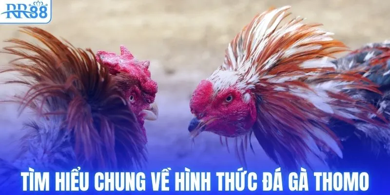 Tìm hiểu chung về hình thức đá gà Thomo